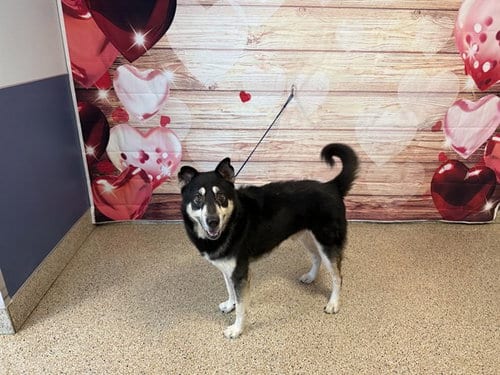 Photo of Stark, adoptable senior Siberian Husky in Miami, Florida
