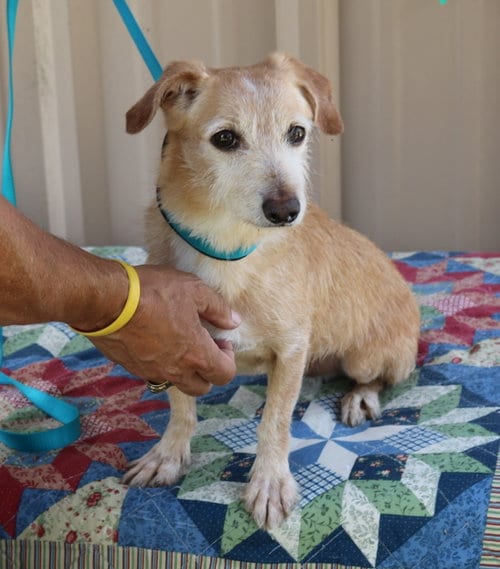 Photo of Drummer, adoptable senior Dachshund in Bandera, Texas