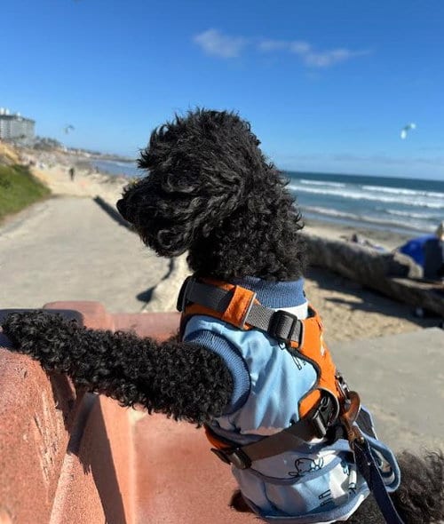 Photo of Ruckus, adoptable senior Poodle (Miniature) in San Diego, California