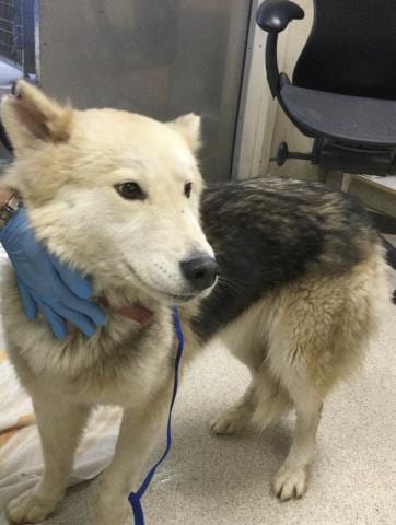 Photo of Molly, adoptable senior Siberian Husky in Riverside, California