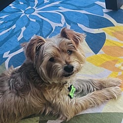 Photo of Pitman, adoptable senior Yorkie, Yorkshire Terrier Standard Schnauzer in North Providence, Rhode Island