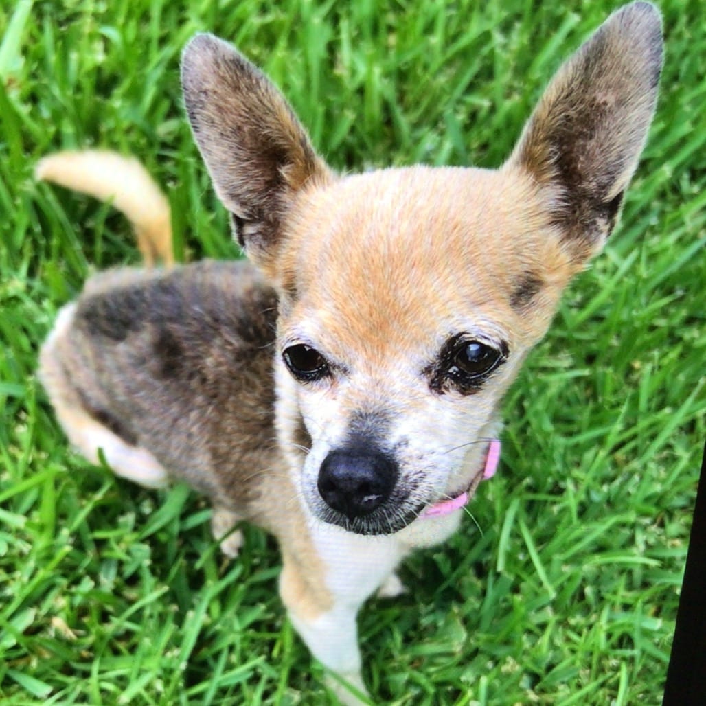 Photo of JoJo, adoptable senior Chihuahua