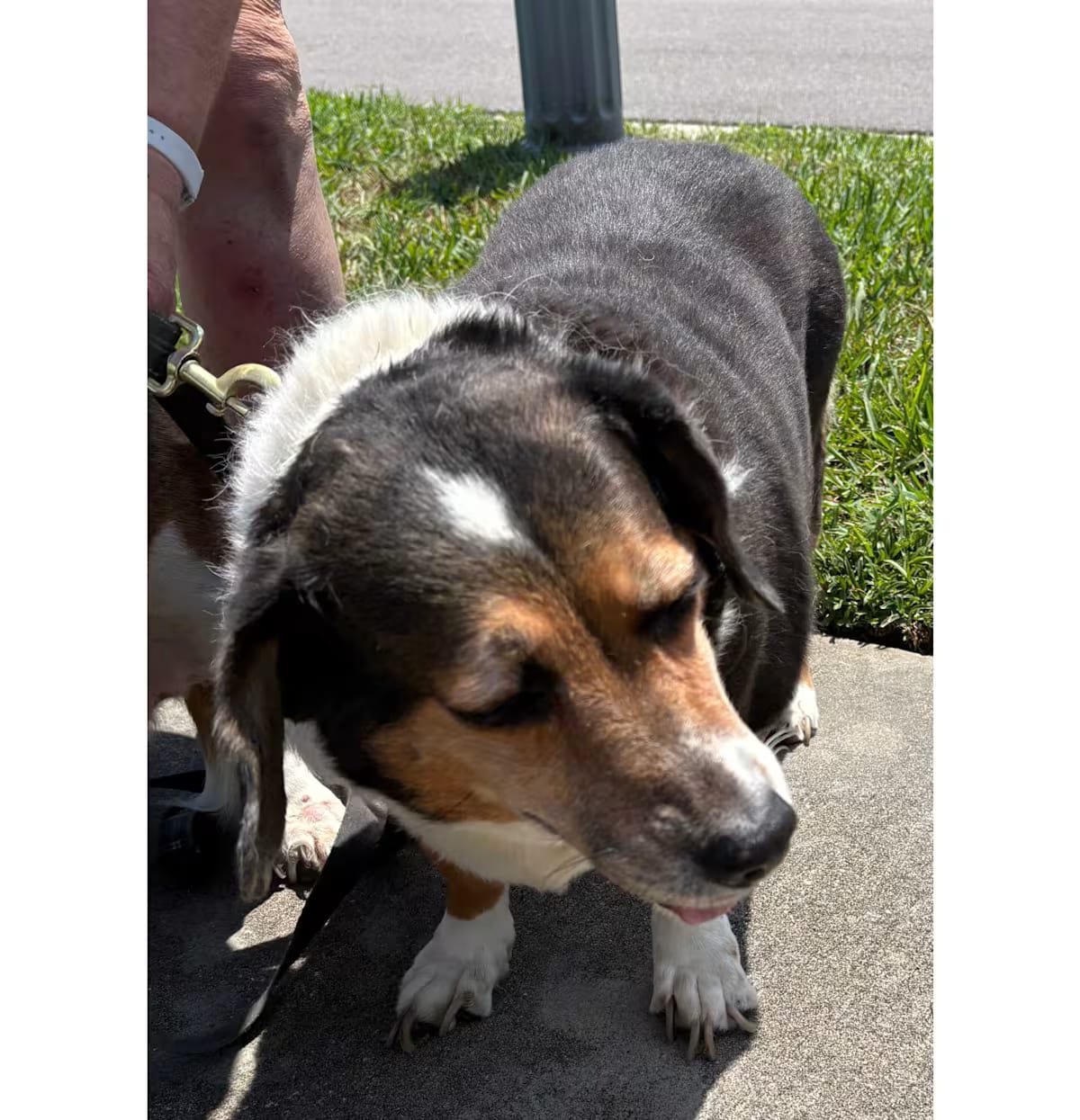 Photo of Sadie, adoptable senior Basset Hound/Beagle in Auburndale, Florida