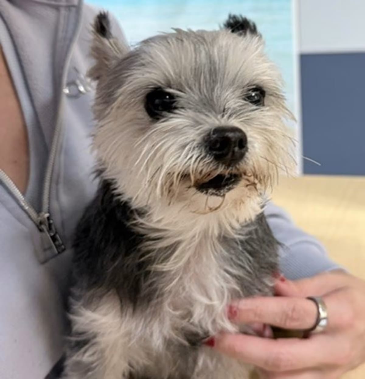 Photo of Emma, adoptable senior Yorkie, Yorkshire Terrier in Doral, Florida