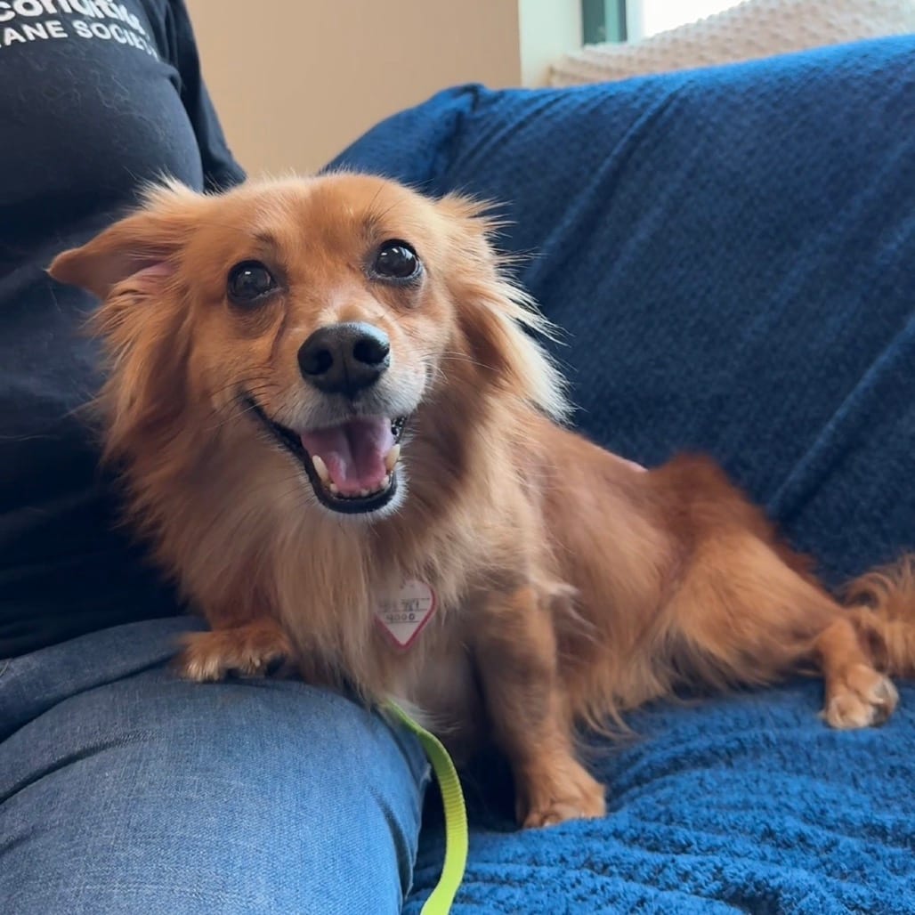 Photo of Swing, adoptable senior Chihuahua / Pekingese in Springfield, Massachusetts