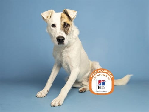 Photo of Kiyoshi, adoptable senior Australian Cattle Dog/Blue Heeler in Phoenix, Arizona