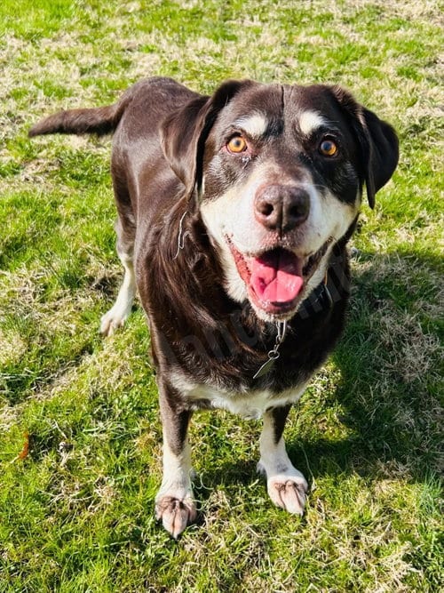 Photo of Frankie, adoptable senior Labrador Retriever in Elizabethtown, Pennsylvania