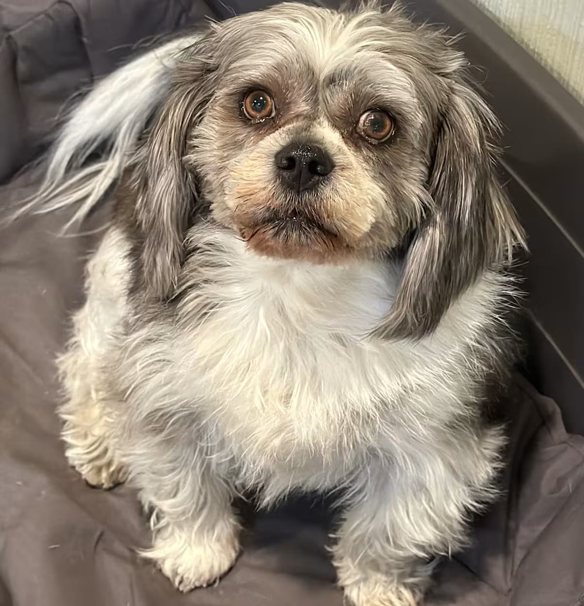 Photo of Carson, adoptable senior Shih Tzu Basset Hound in Bedminster, New Jersey
