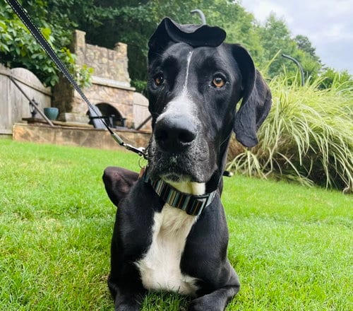 Scoobie, adoptable senior Great Dane in Alpharetta, GA