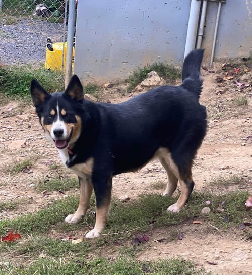 Beth, adoptable senior Bernese Mountain Dog in Lewistown, PA