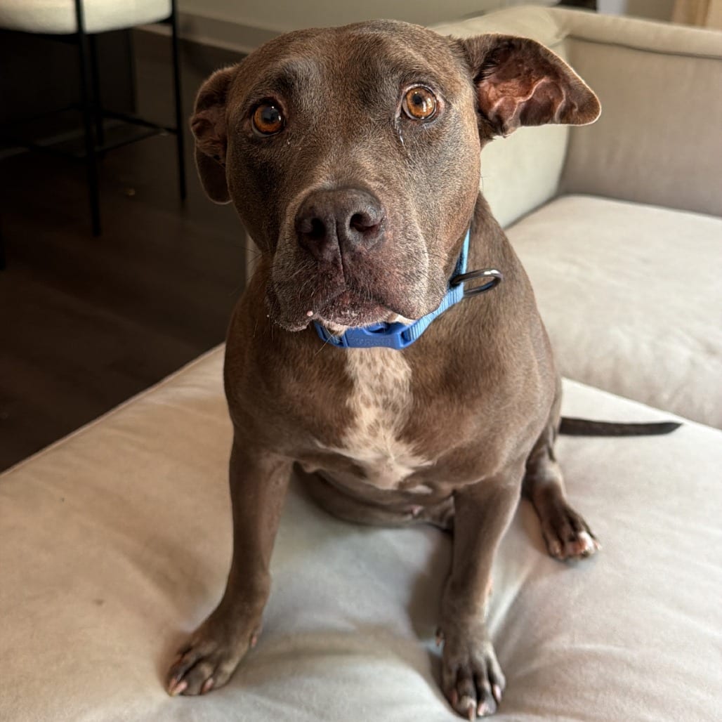 Photo of Ashley Flowers, adoptable senior Mixed Breed (Medium) in Dallas, Texas