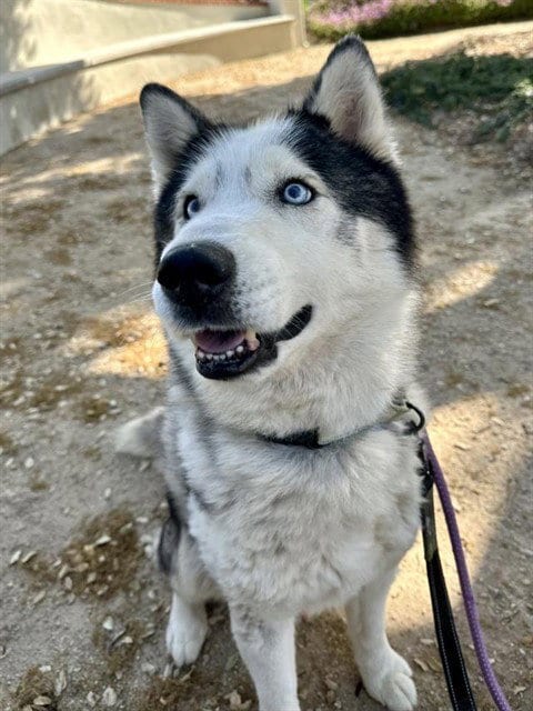 Photo of Finn, adoptable senior Siberian Husky in Santa Maria, California