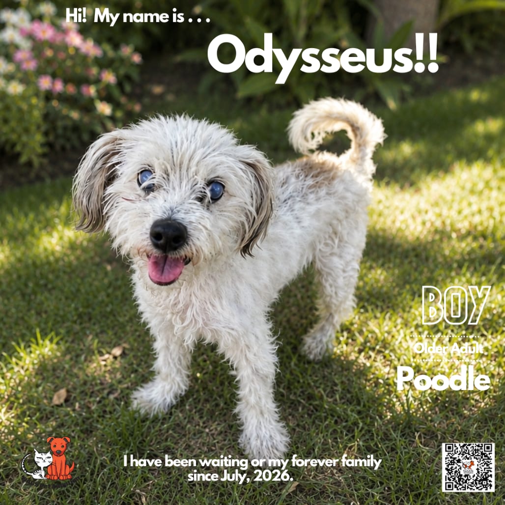 Photo of Odysseus, adoptable senior Poodle in Westminster, California