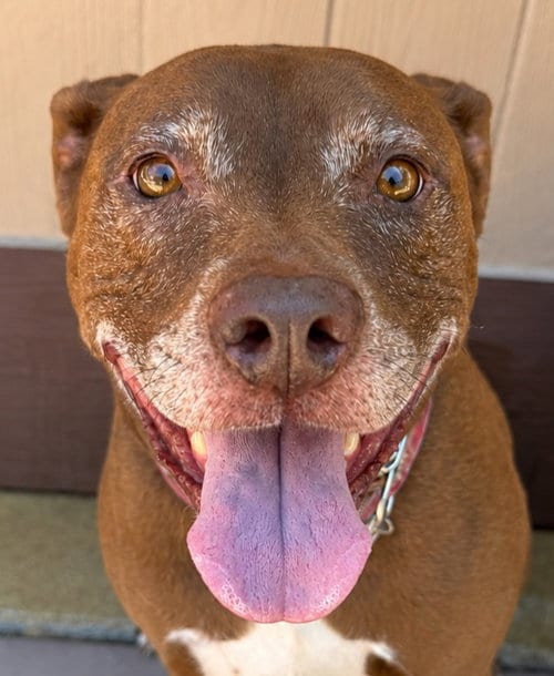 Lucy Ann - Adopt Me!, adoptable senior Labrador Retriever in Lake Forest, CA