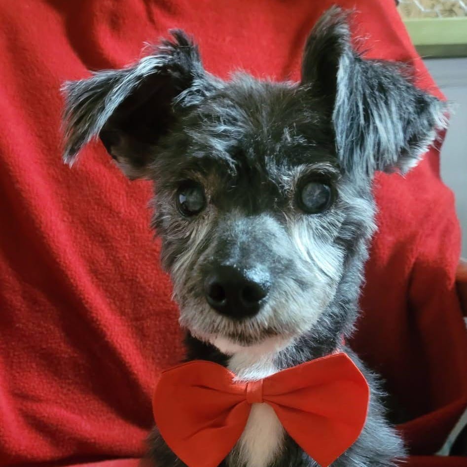 Photo of Franklin, adoptable senior Schnauzer in Santa Fe, Texas
