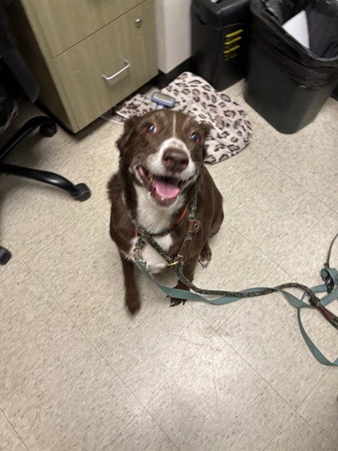 Photo of Paris, adoptable senior Australian Shepherd in Plano, Texas