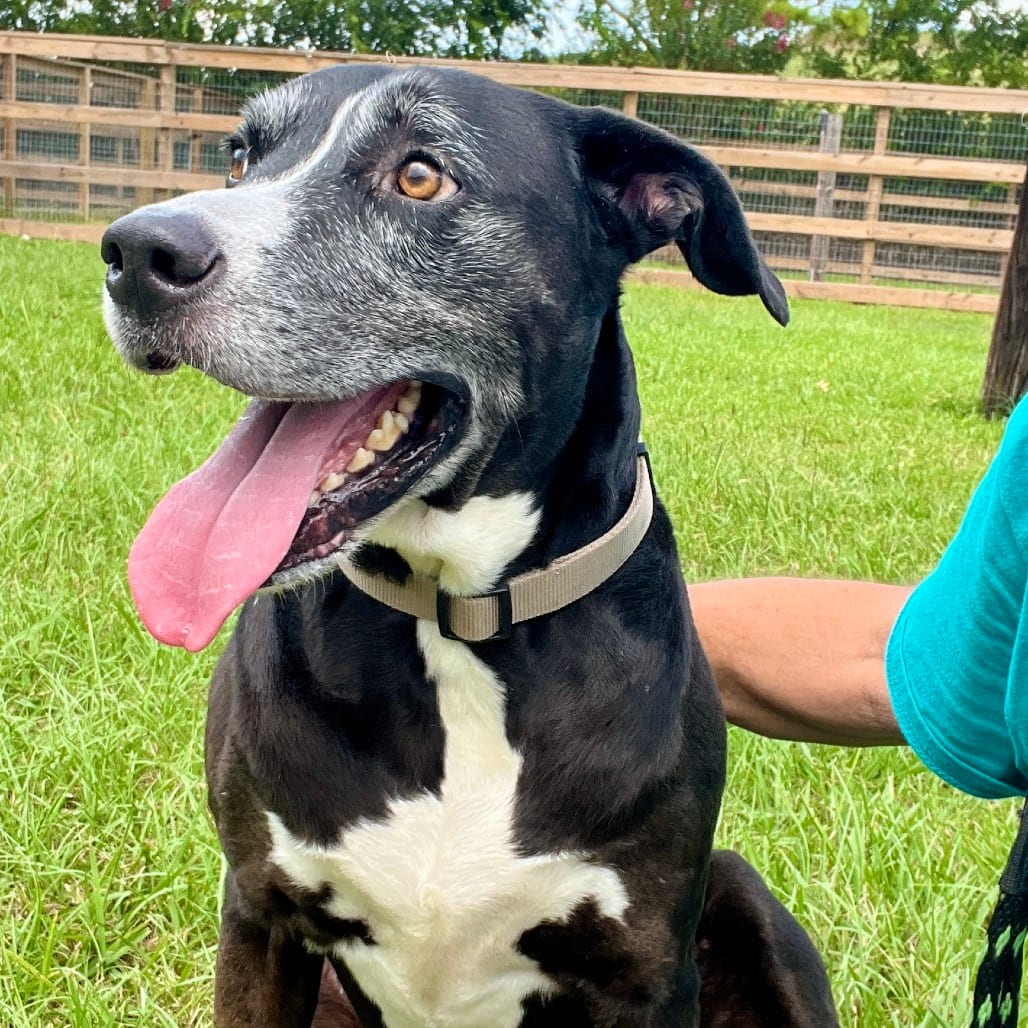 Photo of Colby, adoptable senior Terrier, American Pit Bull in Houston, Texas