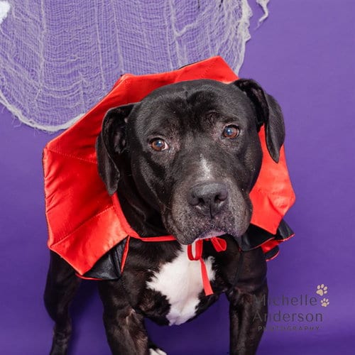 Photo of Roscoe, adoptable senior Pit Bull Terrier in Corona, California