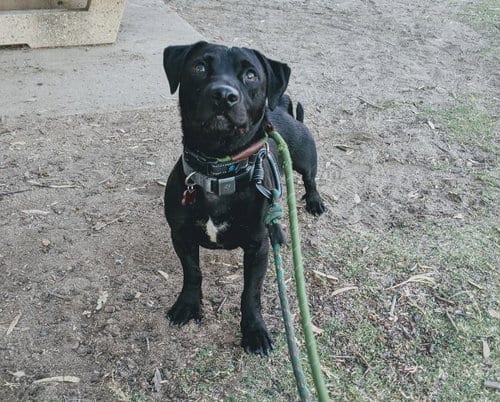 Papaya, adoptable senior Labrador Retriever in San Diego, CA