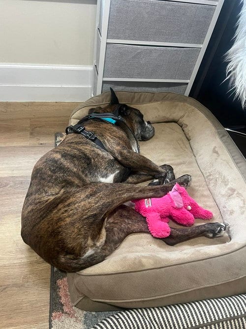 Photo of Buddy, adoptable senior Boxer in Owatonna, Minnesota