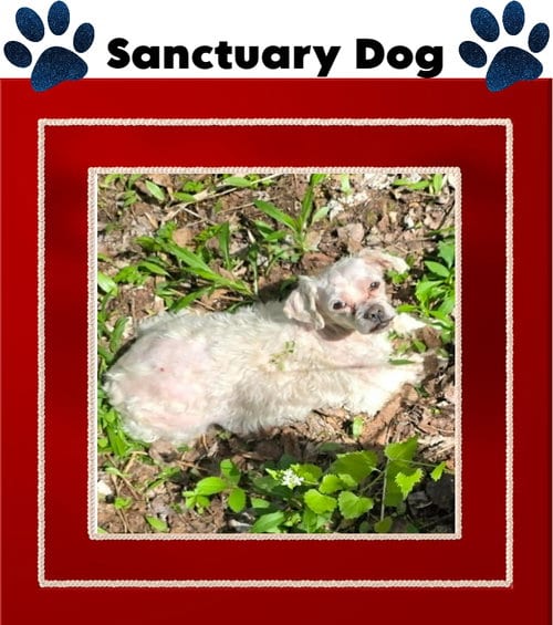 Photo of Teddy Lane, adoptable senior Shih Tzu in Cuba, New York