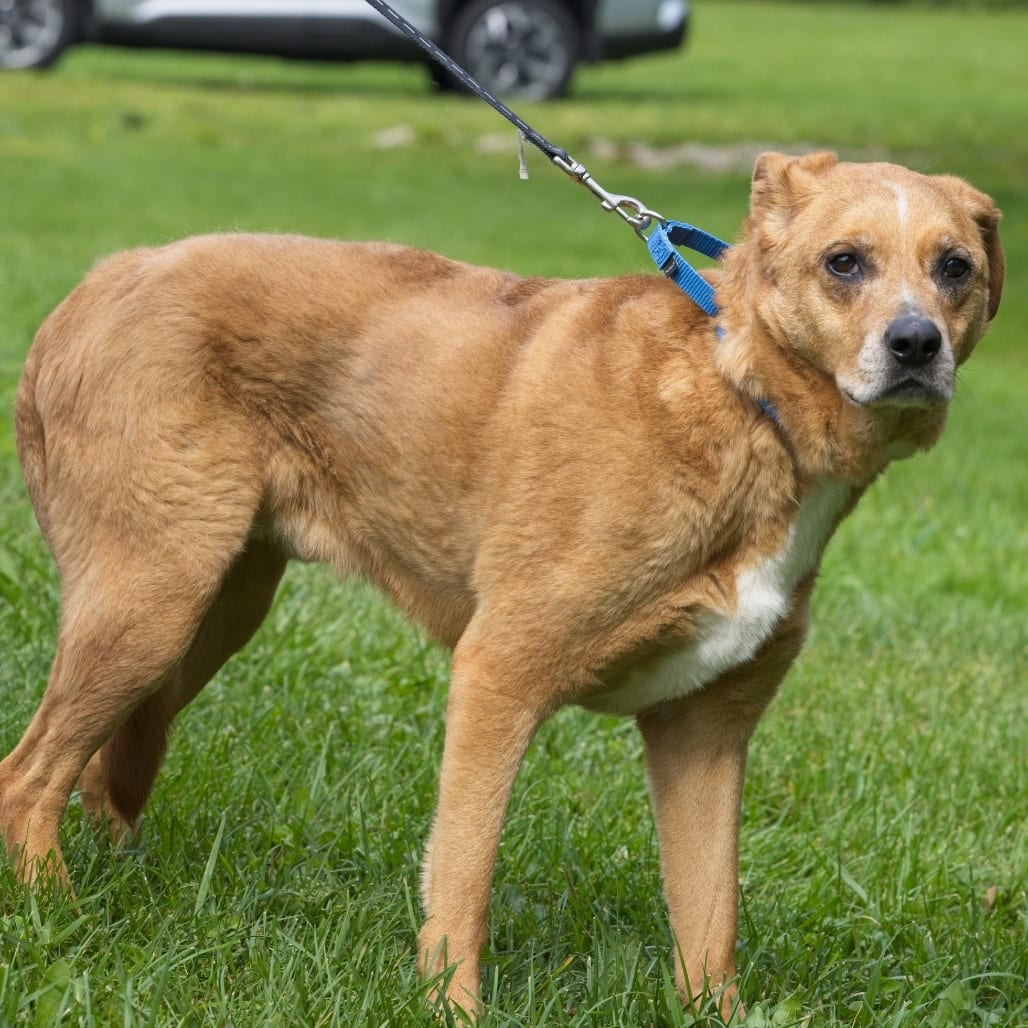 Photo of Paulie, adoptable senior Terrier, Pit Bull / Mix in South Elgin, Illinois