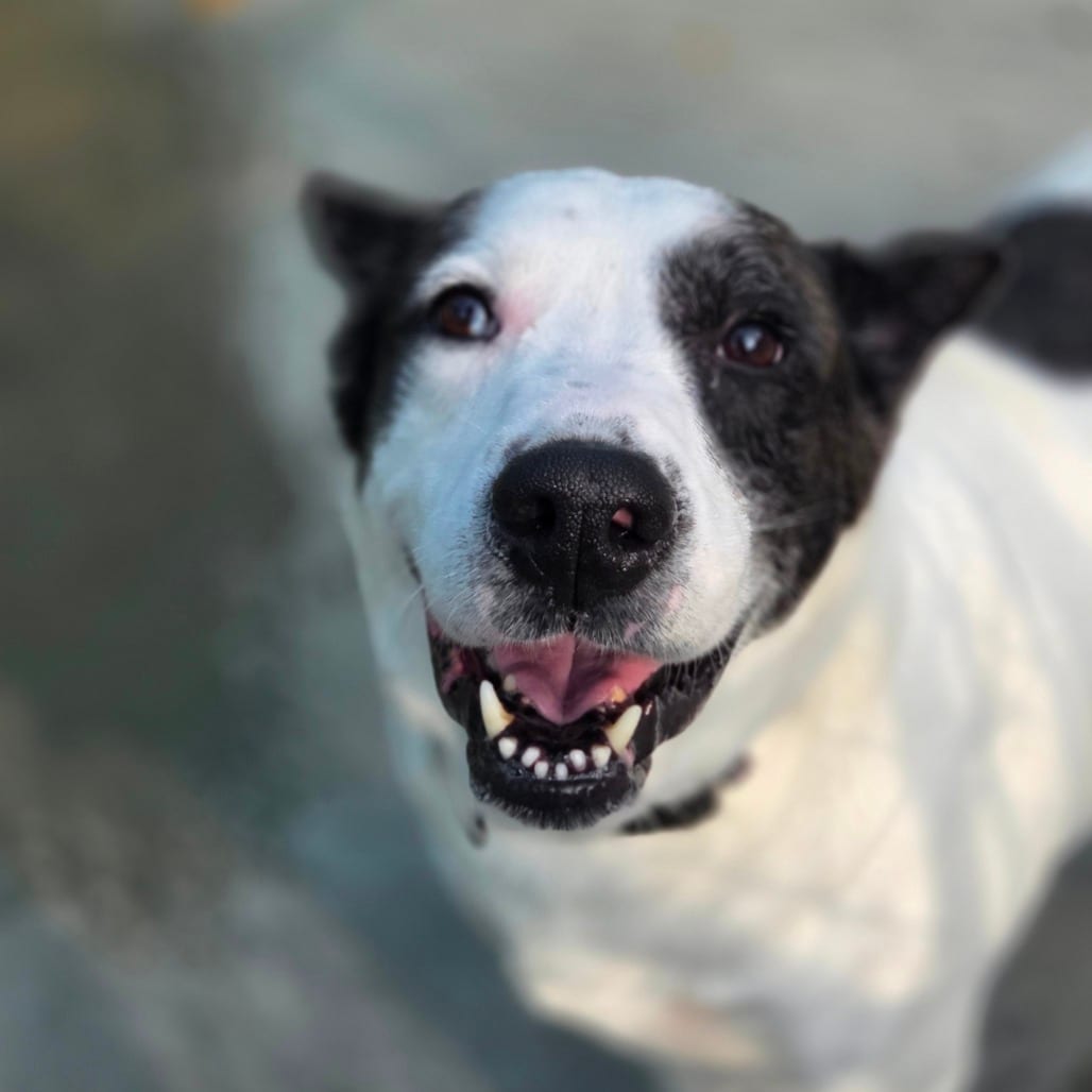 Photo of Booge, adoptable senior Mixed Breed (Large) in Winfield, West Virginia