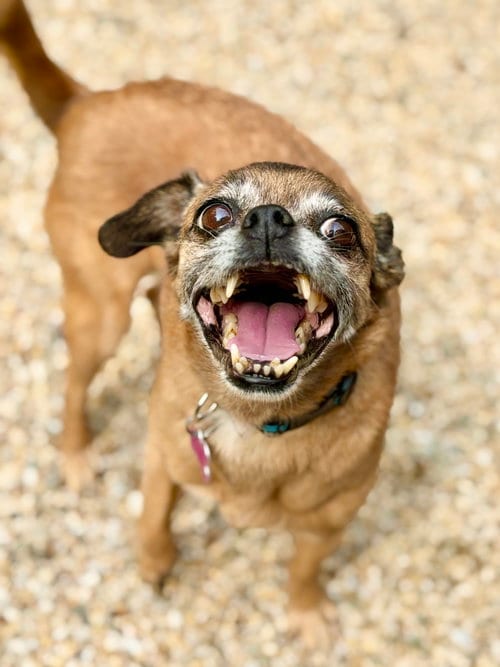 Photo of Lulu, adoptable senior Chihuahua in West Cornwall, Connecticut