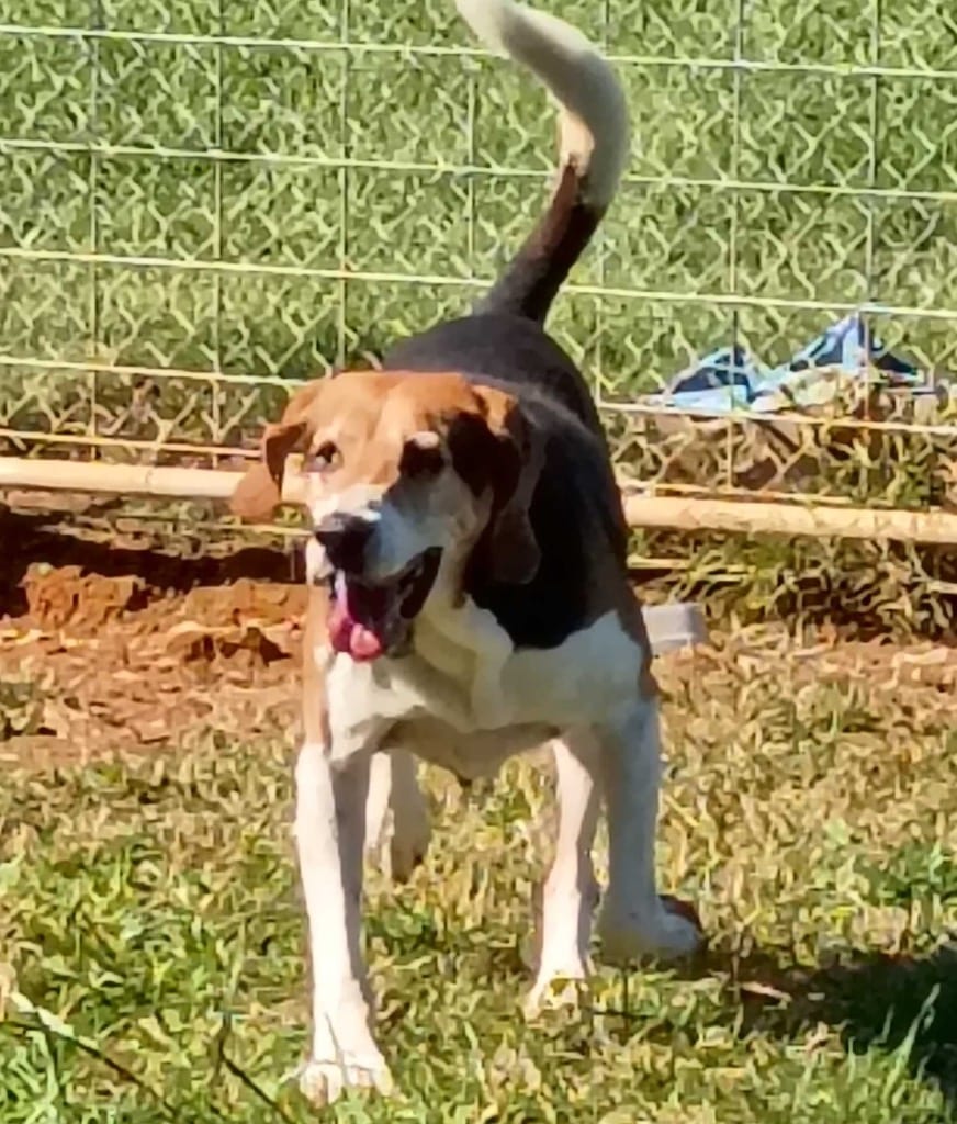 Photo of Cletus, adoptable senior Beagle in Chickamauga, Georgia