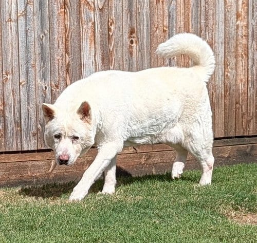 Photo of Akira, adoptable senior Akita in Plano, Texas