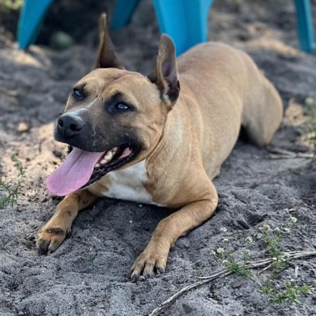 Photo of Betty, adoptable senior Terrier, Pit Bull in Fort Pierce, Florida