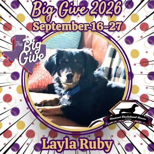 Photo of Layla Ruby, adoptable senior Dachshund in San Antonio, Texas