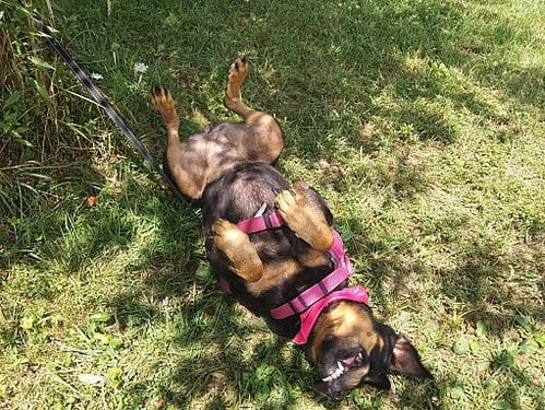 Photo of Rosa, adoptable senior Rottweiler in Westminster, Maryland