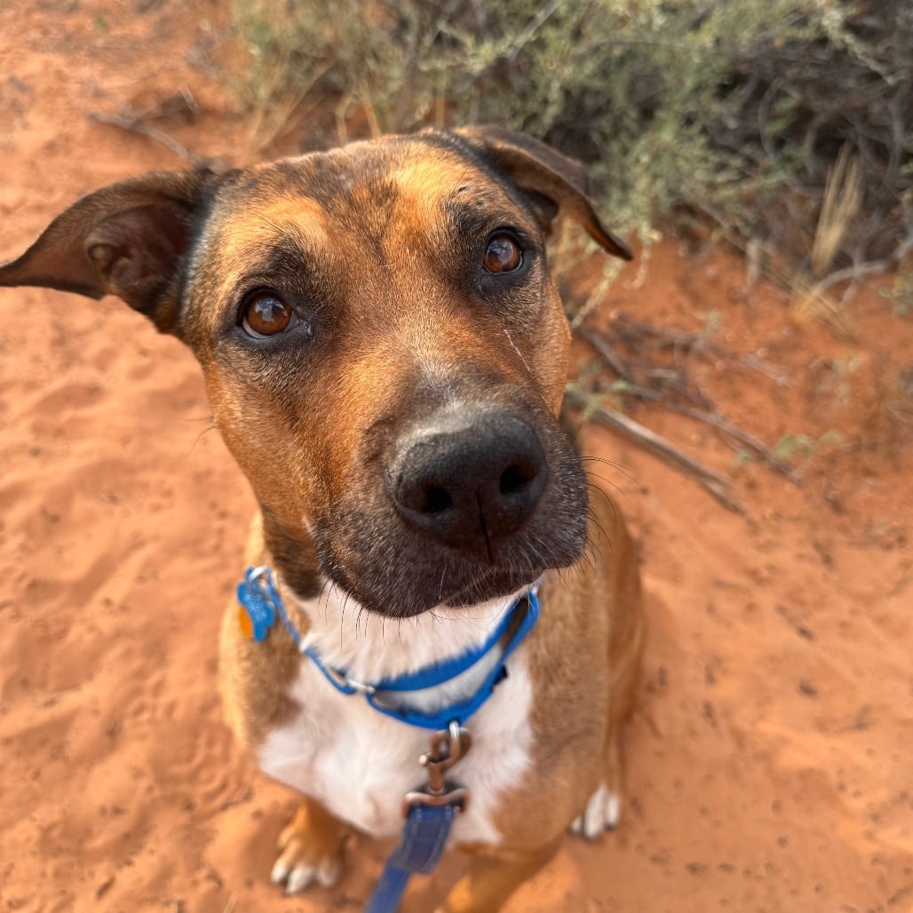 Photo of Lady Rhaena, adoptable senior Terrier, Pit Bull / Mixed Breed (Medium) in Kanab, Utah