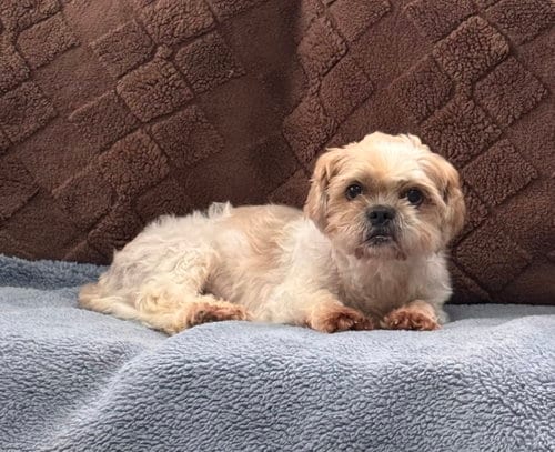 Photo of Cody, adoptable senior Shih Tzu in North Babylon, New York