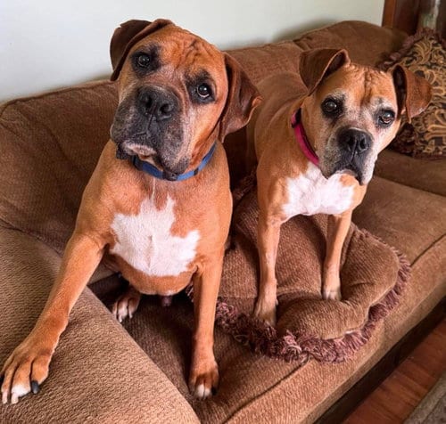 Photo of Sandy - FOSTER OR ADOPT ME WITH DANNY, adoptable senior Boxer in Burnsville, Minnesota
