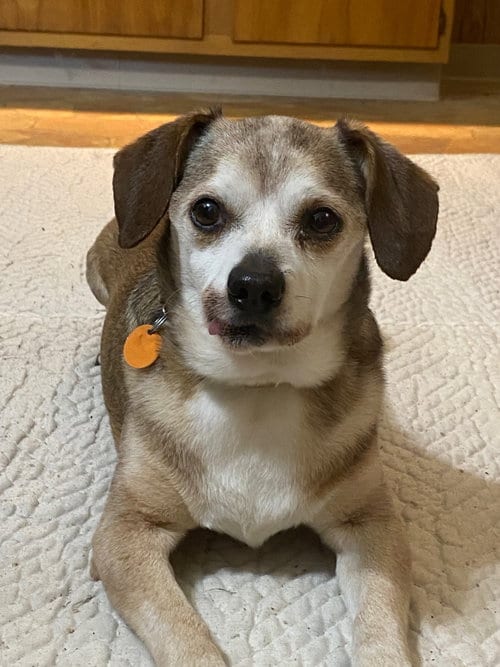 Photo of Murray, adoptable senior Beagle in Livonia, Michigan