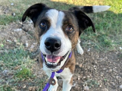 Photo of Sarge, adoptable senior dog in Georgetown, Texas