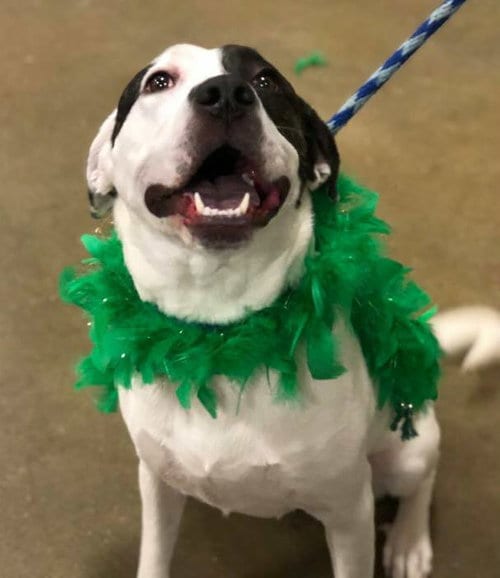 Cleo, adoptable senior Pit Bull Terrier in St. Peters, MO