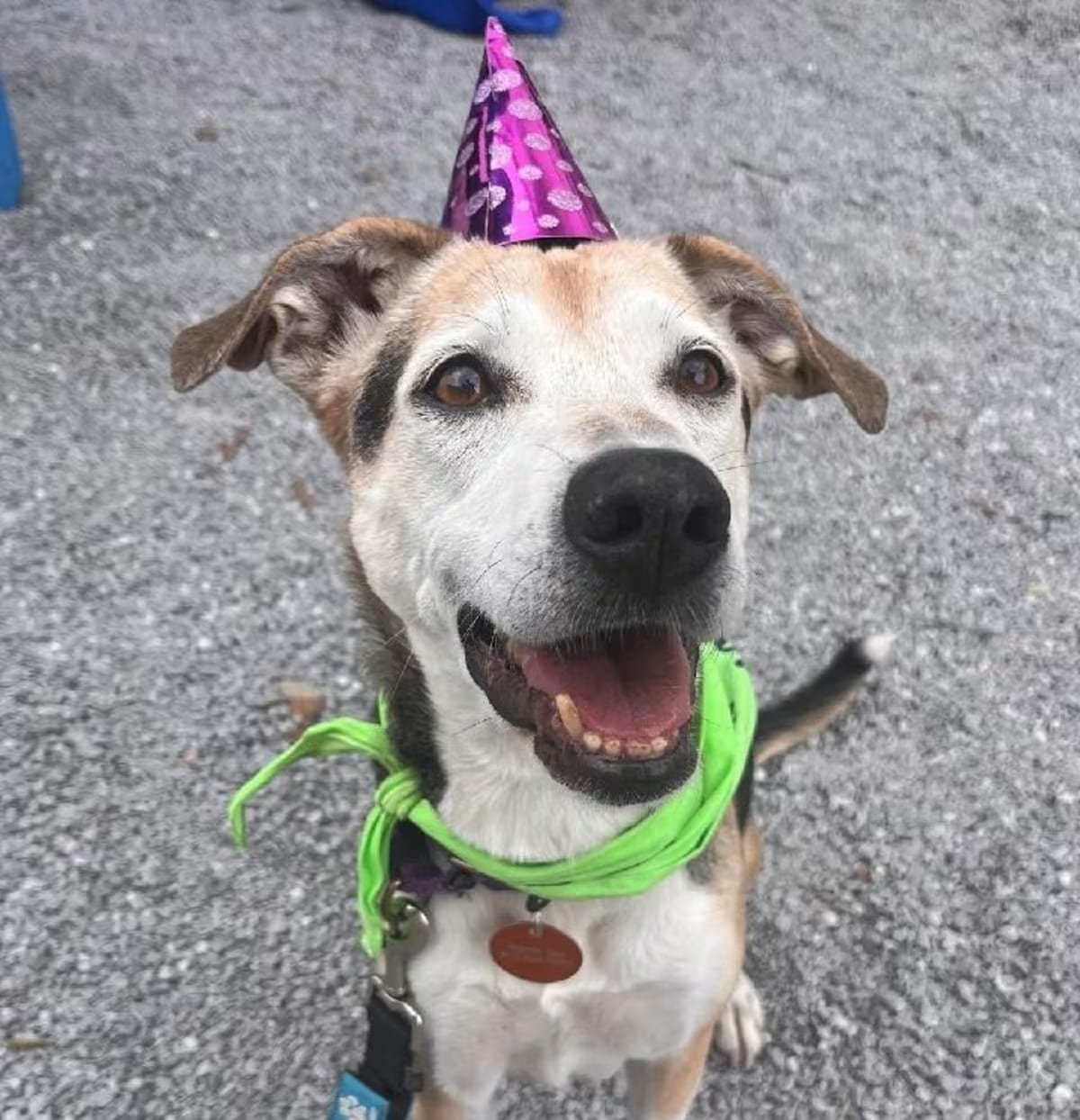 Photo of Cuddles, adoptable senior Hound (Unknown Type) in New Orleans, Louisiana