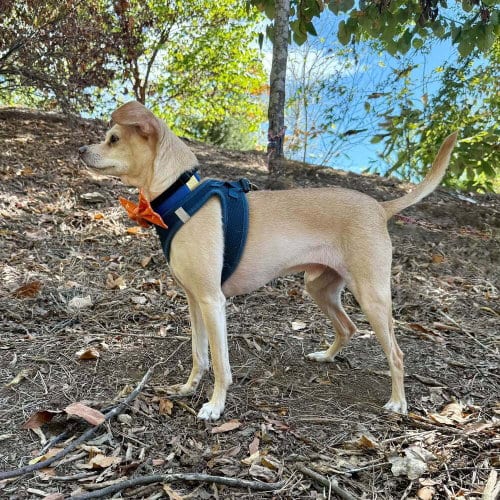 Photo of Marley aka (Thunder), adoptable senior Chihuahua in Columbia, Tennessee