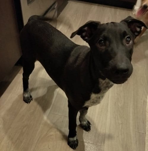 Photo of Stanley, adoptable senior Retriever in San Antonio, Texas
