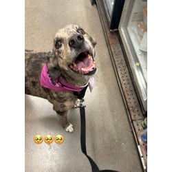 Photo of Cami, adoptable senior Mixed Breed (Medium) in Baton Rouge, Louisiana