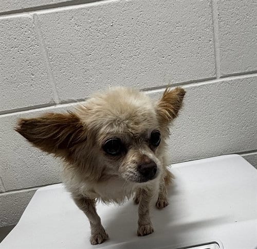 Photo of Frosty, adoptable senior Chihuahua in Forestville, Maryland