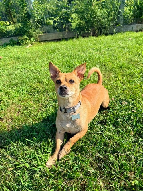Photo of Keanu, adoptable senior Chihuahua in Hudson, New York