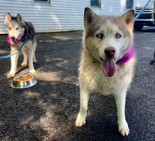 Photo of Lucy: Bonded with Kira, adoptable senior Husky in Elkins, West Virginia