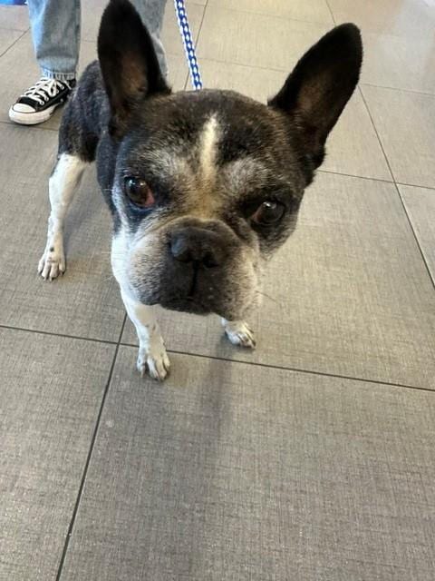Photo of Jaxon, adoptable senior Boston Terrier in Rancho Cucamonga, California