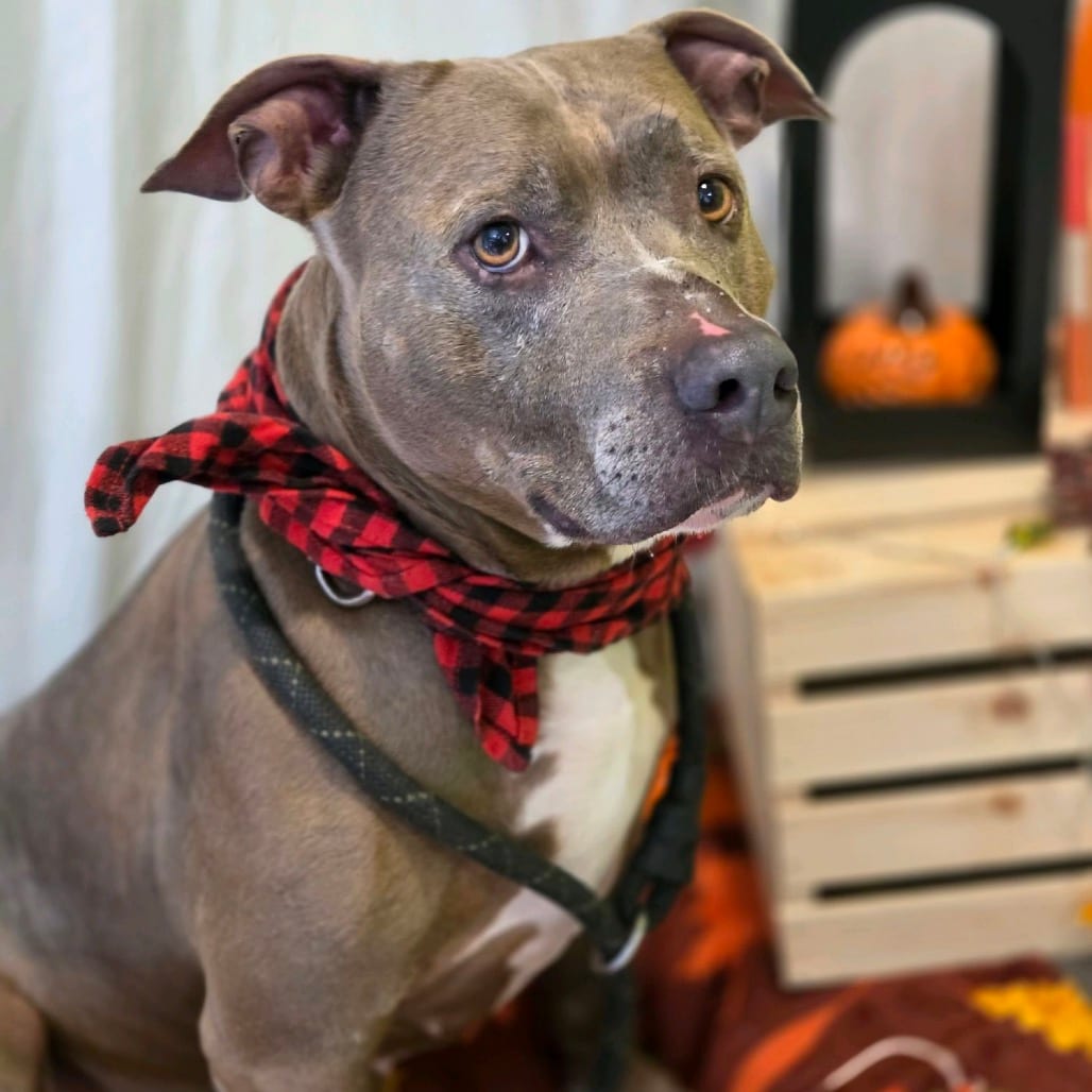 Photo of Lila, adoptable senior Mixed Breed (Medium) in Winfield, West Virginia