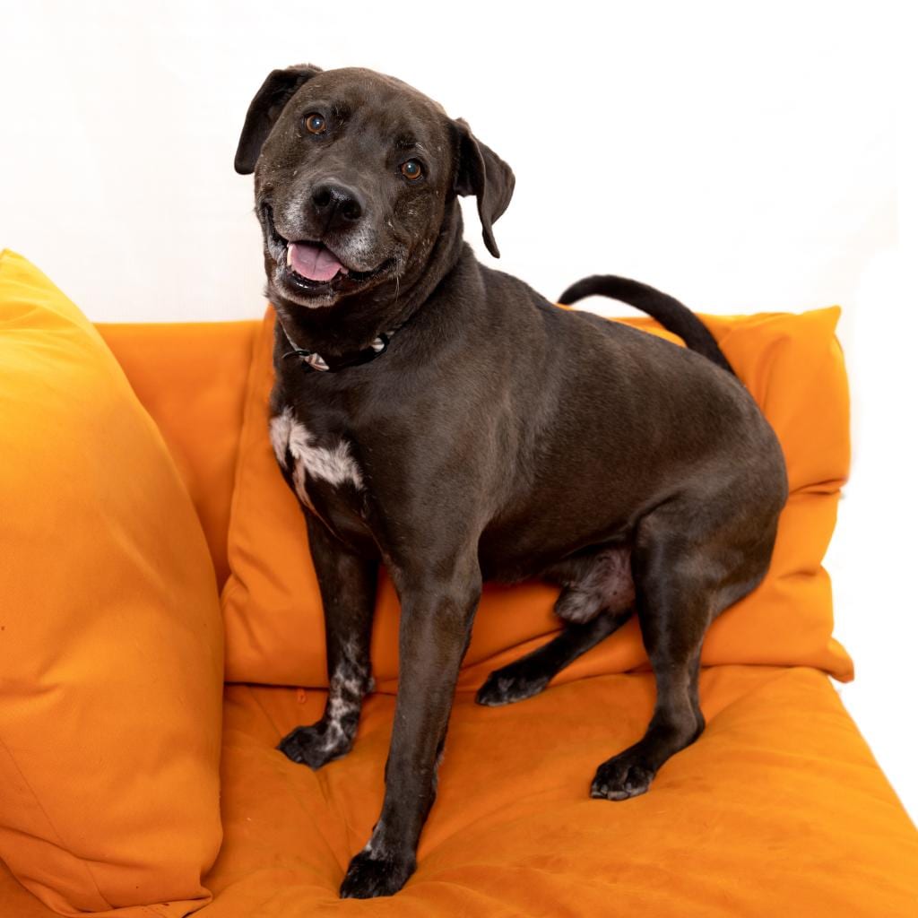 Photo of T-Rex, adoptable senior Retriever, Labrador / Mix in Kanab, Utah