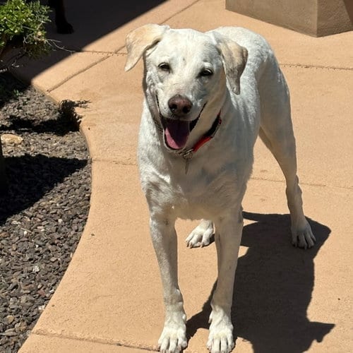 Photo of Arty, adoptable senior Yellow Labrador Retriever in Tucson, Arizona